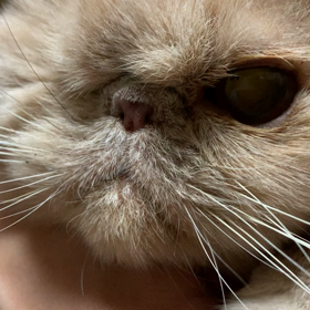 ”ヒナコ、退院しました。でも…。”の画像