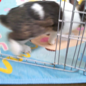 ごろんっの画像