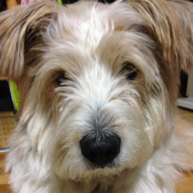 おしゃべり始めました。の画像