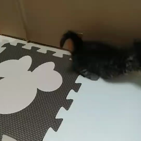 子猫ちゃん達の移動！(船橋多頭飼育崩壊60匹)の画像