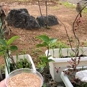 ジョウビタキ⑩の画像