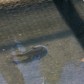 ご近所？？？の画像