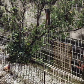 雪降りなった！の画像