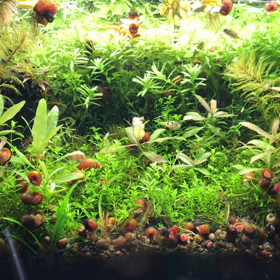 アベニーさんのおはなし、その３。混泳についての画像