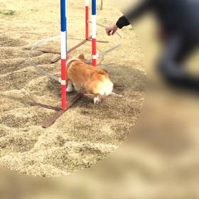 スラローム練習の画像