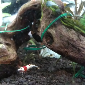 いつの間にか。の画像