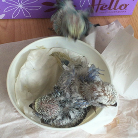 羽衣セキセイインコの雛の画像