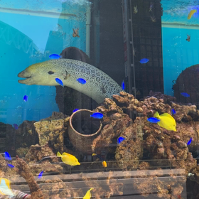 残り少ない夏の画像