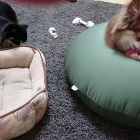 調子良さそうです。の画像