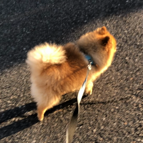 お散歩大好き愛犬の画像