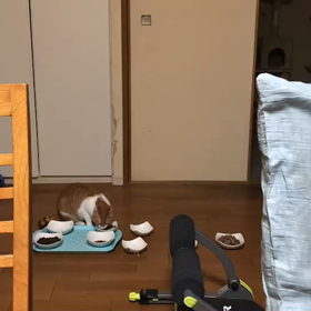 アーニャちゃんの画像