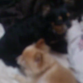 ペットロスの画像