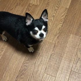 幸太君夏用ベッド気に入ってくれるかな？の画像