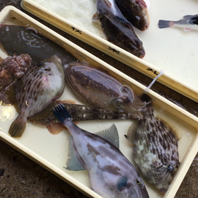 真鯛が豊漁！の画像