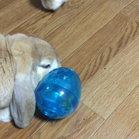 エッグササイザーの画像