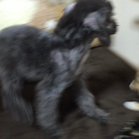 ▶︎取っ組み合いの画像