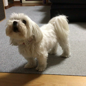 チョコとの会話の画像