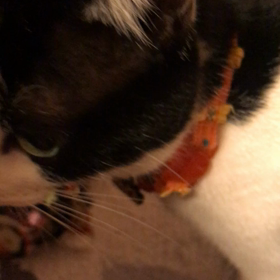 党首、元気復活ですの画像