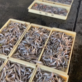 豊浜朝市の様子！2022.6.2と3の画像