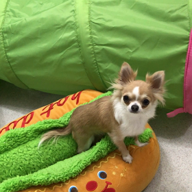 ♪年末年始のプレイルーム動画♪13の画像