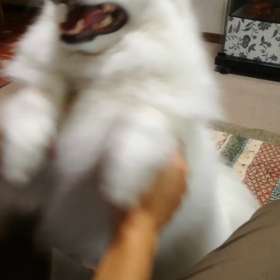 ゆきたんダンスの画像