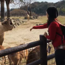 ラクダさんのエサキャッチの画像