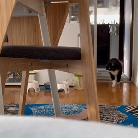 【野良猫を保護して10日目】クロちゃん♀の努力の画像