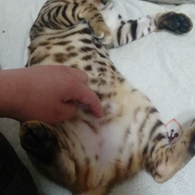 初めて書く事の画像