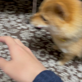 素直になれないもぎの画像