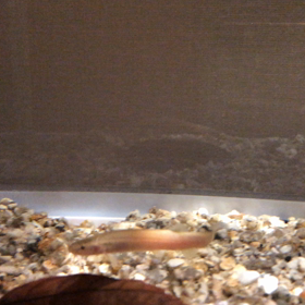 ホトケドジョウが可愛い件の画像