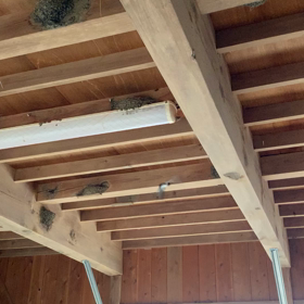 ツバメの観察の画像