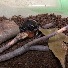 カブちゃんの寿命、消防点検、節約の画像