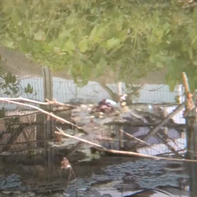 実は産まれてた！カイツブリベイビーの画像