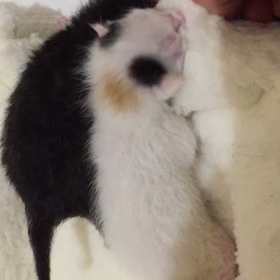 久しぶりの乳飲み子の画像