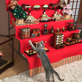 雛人形❣️の画像