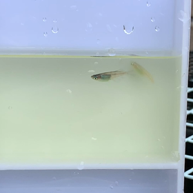 幹之ダルマからの新体型の画像