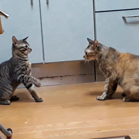 茶子の説教の画像