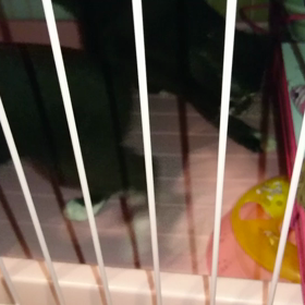 子猫のにゃんプロの画像