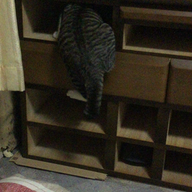 年末の大掃除の画像