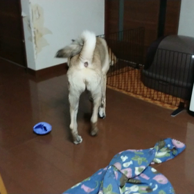 甘えん坊の元野犬の画像