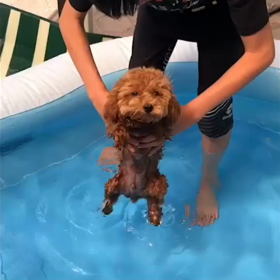 初プール（╹◡╹）の画像