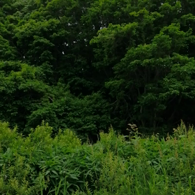 鳥の声を撮ってみた。の画像