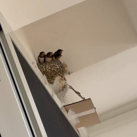 祝！巣立ちの画像