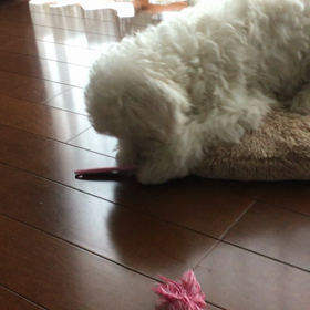 第2次歯ブラシブーム。vol.3の画像