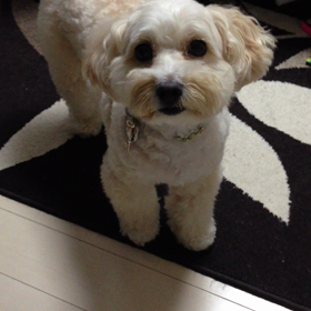 犬とぉ話しするぉじさん♪の画像