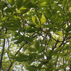 鶯の鳴き声・取って出し☆の画像