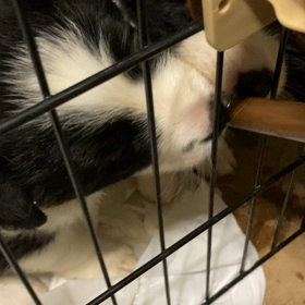 ボーダーコリー　子犬の画像