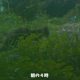 すぎぴたんの事件簿　シーズン２　４６話の画像