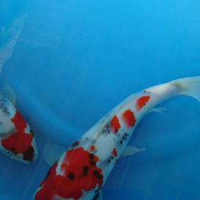 急に暑くて、、、痩せないけど。の画像