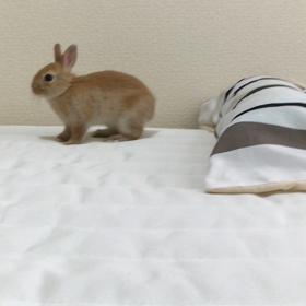 うちんぽ。の画像